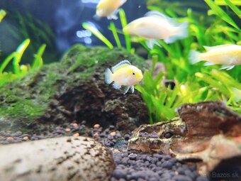 Labidochromis c. yellow - 3