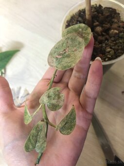 epipremnum pinnatum mint - 3