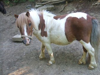 PREDÁM MINI PONíKY - 3
