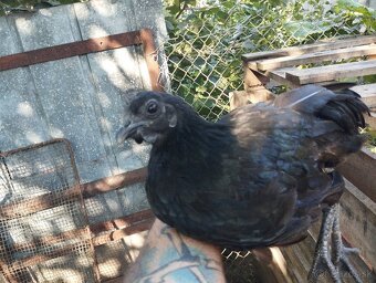 Ayam cemani + krizence - 3