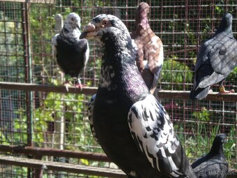 Predám poštové holuby - 3