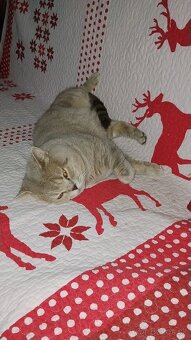 Kocúr na krytie - 3