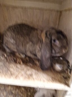 francuzsky baran - 3