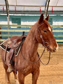 Na predaj 4r APH valach - 3