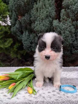 Border kólia s PP - 3