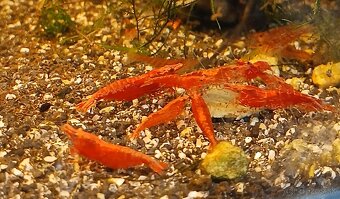 Krevetky- Neocaridina - 3