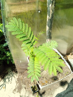 Bananovnik, albizia,palma - 3