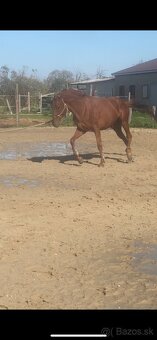 7 ročný valach A1/1 - 3