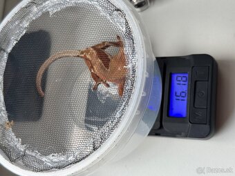 C. ciliatus red LW phantom samica - 3