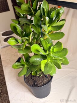 Tucnolist krasne velke listy - 3