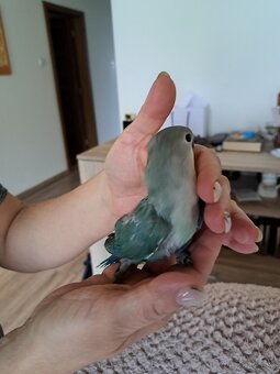 Agapornis ružovohrdlý - 3