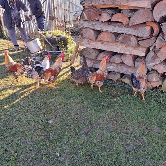 Predam 4ks kohutov Leghorn - 3