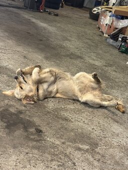 Zlatý retríver - 3