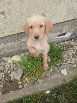 Zlati retriver x labrador - 3