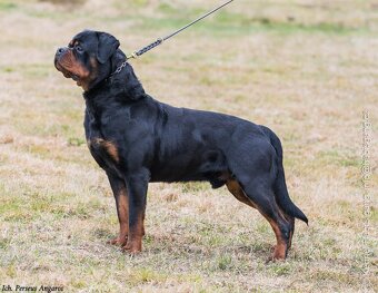 Rotvajler, Rottweiler s PP - 3