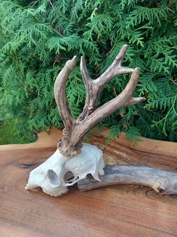 Trofej - parožie - zhody - parohy - 3