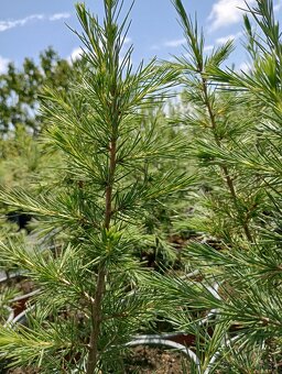 Céder libanonský - 3