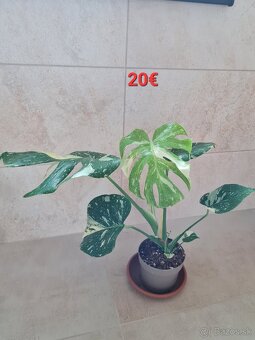 Monstera thai constellation - 3