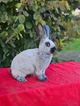 Predám králiky francúzsky strieborný - 3