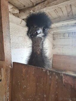 Emu - 3
