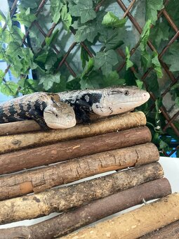 Tiliqua gigas - 3