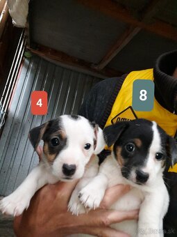 Jack Russell Teriér - 3
