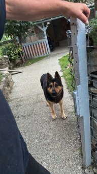 Nemecký ovčiak na krytie - 3