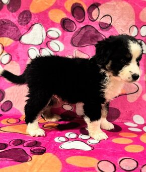 Miniaturní Americký ovčák, pejsek již k odběru - 3