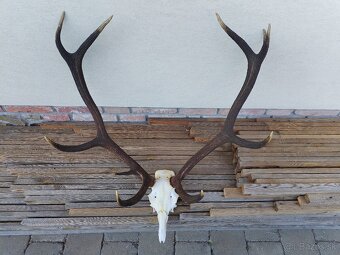 Trofej jeleňa - 3
