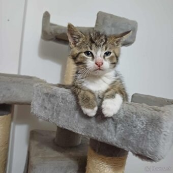 Darujem mačiatka - 3