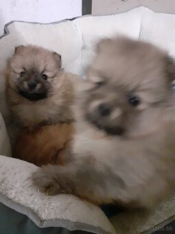 Nemecký špic malý oranžový - 3