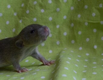 Potkaníky s rodokmeňom - rezervácie - 3