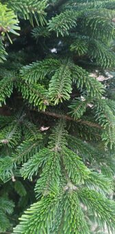 Vianočný stromček Jedličku Nordmansku živú - 3