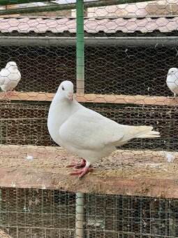 BIELE POŠTOVE HOLUBY - 3