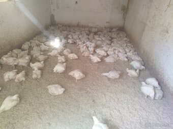 Predám Brojlerove kurčatá - 3