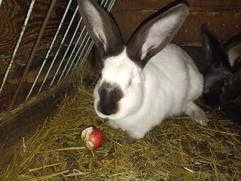 Králiky na predaj - 3