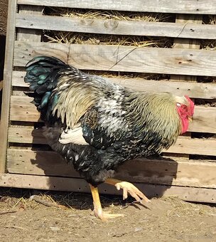 kohút wyandotky - 3