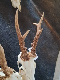 Trofeje, trofej, parozie, parohy - 3