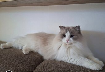 Ragdoll - 3