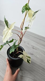 Syngonium albo veriegata - izbova rastlina - 3