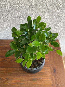 Fikus Ficus Retusa bonsaj - 3