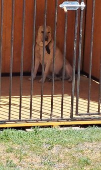 Šteniatka labrador - 3