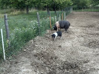 Kanček Přešticke - 3