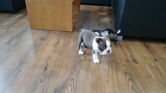 Bostonský terier. - 3