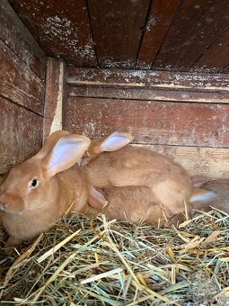 Burgundský králik - 3