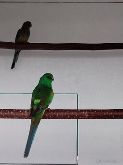 Papagáj mnohofarebný - 3