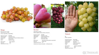 Stolový vinič - sadenice - 3