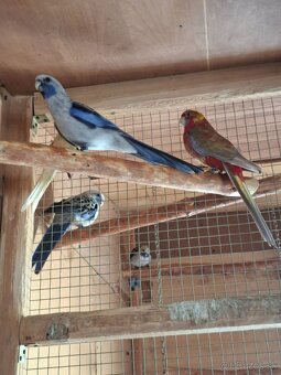 Pár rozela penant - 3