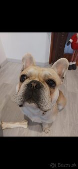 Francúzsky buldoček na krytie - 3