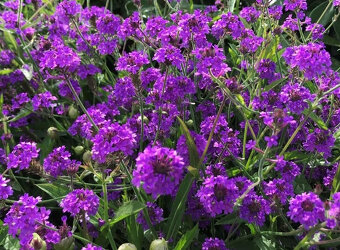 Železník-Verbena - 3